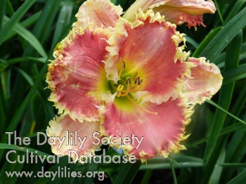 Daylily Hot for Teacher